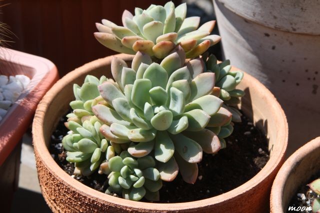 Echeveria rainbow
